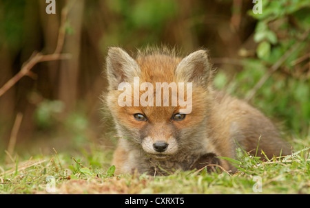 Le renard roux (Vulpes vulpes), kit, Bad Hersfeld, Hesse, Germany, Europe Banque D'Images