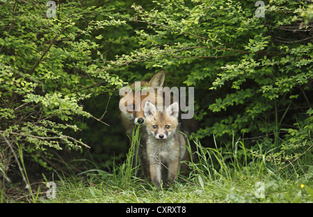 Le renard roux (Vulpes vulpes), vixen avec kit, Bad Hersfeld, Allemagne, Europe Banque D'Images