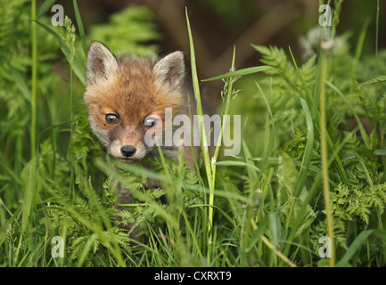 Le renard roux (Vulpes vulpes), kit, Bad Hersfeld, Hesse Banque D'Images