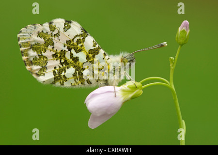 Pointe (Anthocaris cardamines orange), Hesse, Germany, Europe Banque D'Images