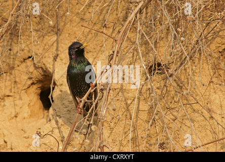 Etourneau sansonnet (Sturnus vulgaris) à l'extérieur d'un trou de nidification, la Bulgarie du nord, Bulgarie, Europe Banque D'Images