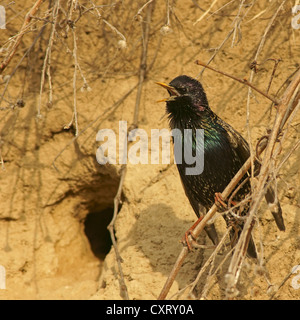 Étourneau sansonnet (Sturnus vulgaris) assis à l'orifice de ponte, la Bulgarie du nord, Bulgarie, Europe Banque D'Images