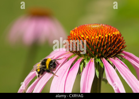 Buff-tailed bumblebee ou grande terre bourdon (Bombus terrestris), sur un l'échinacée (Echinacea purpurea), l'Allemagne, de l'Europe Banque D'Images