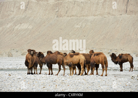 Les chameaux de Bactriane (Camelus bactrianus) debout dans un endroit sec, sablonneux et rocheux sur la vallée de la rivière qu'il Dalongyu, Route de la soie, Xinjiang, Chine Banque D'Images