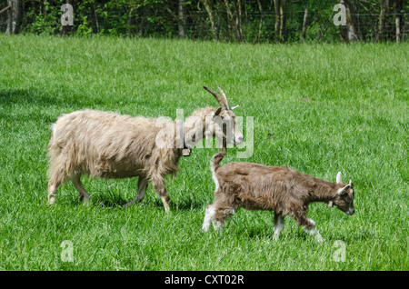 Deux chèvres Toggenburg (Capra hircus aegagrus), Doe avec kid, Germany, Europe Banque D'Images