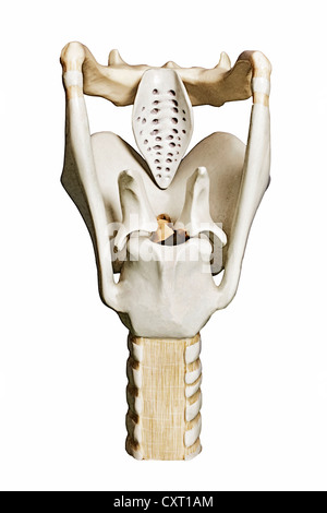 Les droits de l'larynx, illustration Banque D'Images