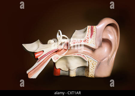 L'oreille humaine, illustration Banque D'Images