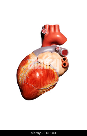 Coeur de l'homme, illustration Banque D'Images