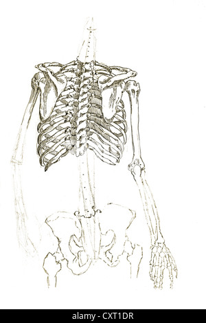 Les droits de l'thorax, illustration anatomique Banque D'Images