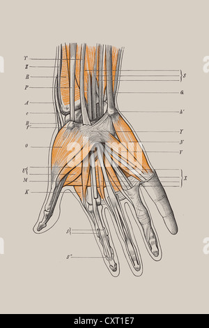 Squelette d'une part avec les muscles, illustration anatomique Banque D'Images
