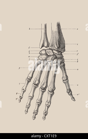 Squelette d'une part, illustration anatomique Banque D'Images