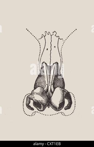 La représentation anatomique du nez humain Banque D'Images