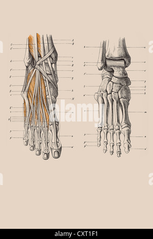 Squelette d'un pied humain, illustration anatomique Banque D'Images