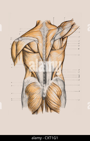 La structure musculaire du dos, illustration anatomique Banque D'Images