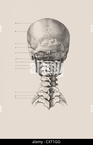 Crâne de l'arrière, illustration anatomique Banque D'Images