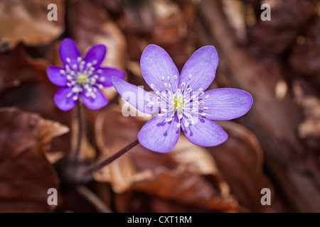 Anemone hepatica Hepatica nobilis (ou, anemone hepatica), Autriche, Europe Banque D'Images