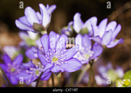 Anemone hepatica Hepatica nobilis (ou, anemone hepatica), Autriche, Europe Banque D'Images