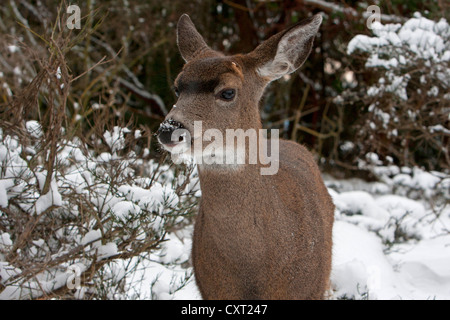 Les Cerfs à queue noire (Odocoileus hemionus columbianus) doe dans la neige à Nanaimo, île de Vancouver, BC, Canada en novembre Banque D'Images