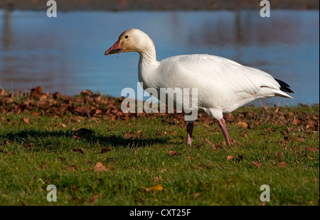 Oie des neiges (Chen caerulescens) forme blanche se nourrir dans le parc communautaire Parksville, à l'île de Vancouver, BC, Canada en novembre Banque D'Images