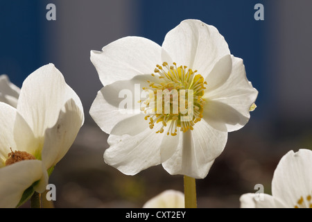 Rose de Noël ou hellébore noir (Helleborus niger), jardin plante, Bavaria, Germany, Europe Banque D'Images