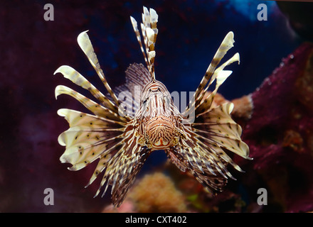 Poisson-papillon rouge (pterois volitans) dans un aquarium Banque D'Images