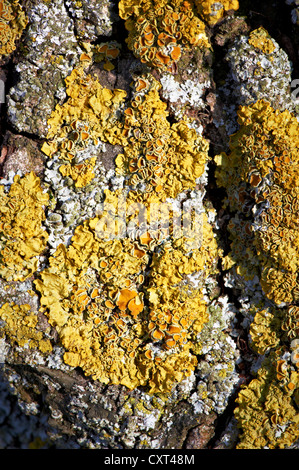 Lichen Orange commun, jaune sale, maritime ou de lichen Lichen Rive Sunburst (Xanthoria parietina), Augsbourg, Bavière, Souabe Banque D'Images