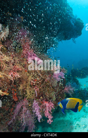 Blue-girdled angelfish Pomacanthus navarchus (), la Thaïlande, l'Asie Banque D'Images