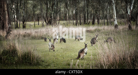 Un groupe de kangourous dans le bush australien et parmi les arbres. Banque D'Images