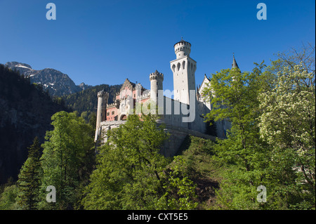 Schloss Neuschwanstein, Hohenschwangau près de Füssen, Alpes bavaroises, Allgaeu, Bavaria, Germany, Europe Banque D'Images