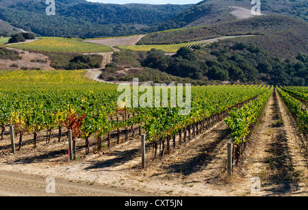 Vue du vignoble dans "Santa Rita Hills, Californie Banque D'Images