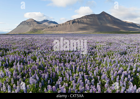 Les champs ouverts plein de Nootka en fleurs lupin (Lupinus nootkatensis) en face de la montagne de lave près de Akranes Banque D'Images
