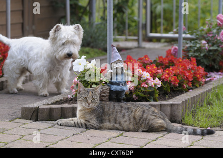 Chat tigré couché dans le jardin en face d'un nain de jardin et d'un lit de fleur, West Highland Terrier à l'arrière Banque D'Images