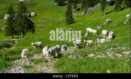 Les chèvres à l'Schrennenweg sentier de randonnée, plage de l'Alpstein, Canton de St Gallen, Suisse, Europe Banque D'Images