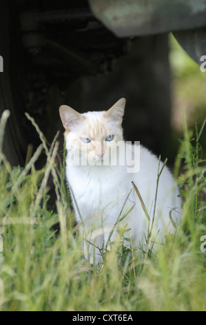 Thai cat assis dans l'herbe sous un tracteur Banque D'Images