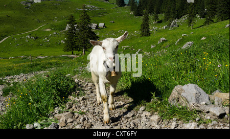 Le Schrennenweg chèvre sur sentier de randonnée, plage de l'Alpstein, Canton de St Gallen, Suisse, Europe Banque D'Images