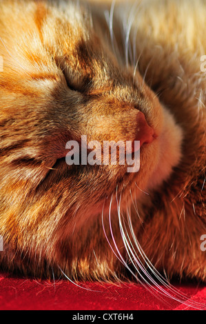 Rouge couchage chat tigré, chat domestique (Felis sylvestris catus) Banque D'Images
