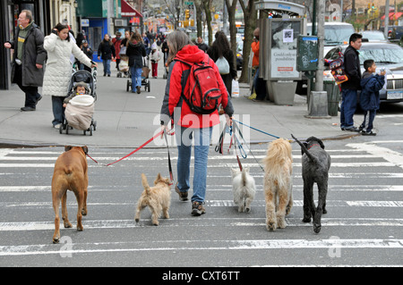 Dog walker, femme marche cinq chiens, Manhattan, New York, USA, PublicGround Banque D'Images