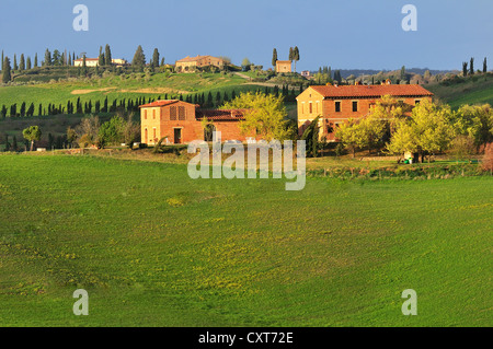 Ferme, champs et des cyprès, des Crete Senesi, Toscane, Italie, Europe Banque D'Images