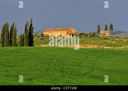 Ferme, champs et des cyprès, des Crete Senesi, Toscane, Italie, Europe Banque D'Images