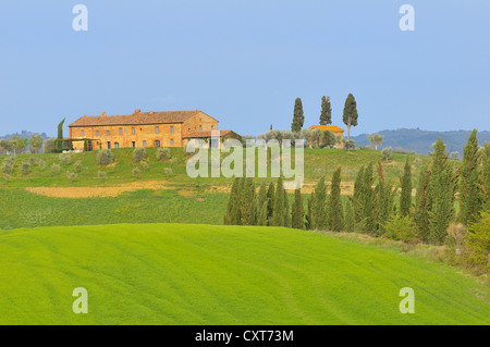 Cyprès et une maison, région des Crete Senesi, Toscane, Italie, Europe Banque D'Images