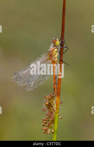 (Sympetrum vulgatum dard vagrant), Vulkan Eifel, Rhénanie-Palatinat Banque D'Images