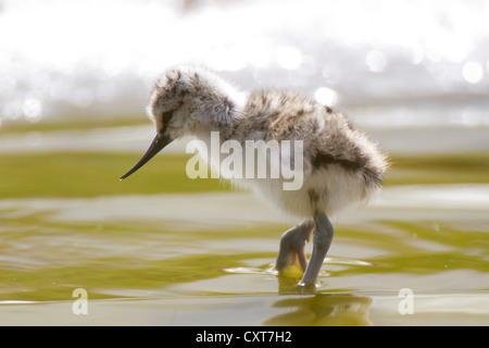 Avocette (Recurvirostris avosetta) chick, Texel, aux Pays-Bas, en Europe Banque D'Images