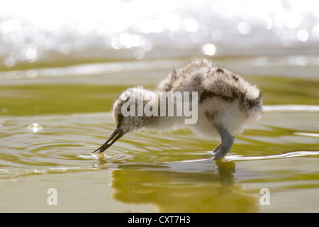 Avocette (Recurvirostris avosetta) chick boire, Texel, aux Pays-Bas, en Europe Banque D'Images