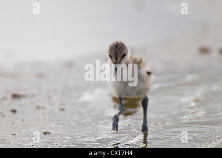 Avocette (Recurvirostris avosetta) chick, Texel, aux Pays-Bas, en Europe Banque D'Images
