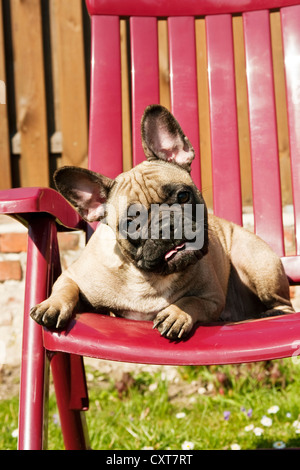 Bouledogue français assis sur une chaise de jardin Banque D'Images