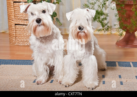 Deux Schnauzers miniatures blanc avec le toilettage standard dans un appartement Banque D'Images