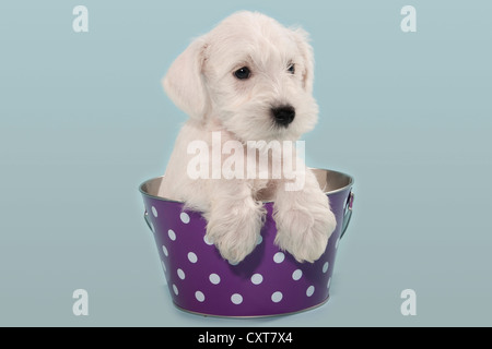 Chiot Schnauzer nain blanc dans un seau Banque D'Images
