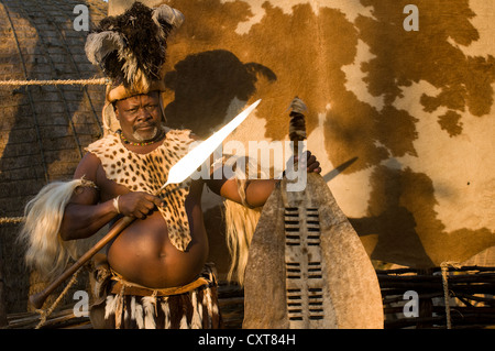 Guerrier zoulou en costume traditionnel, l'ensemble de film Shakazulu, Shakaland, KwaZulu-Natal, Afrique du Sud, l'Afrique Banque D'Images