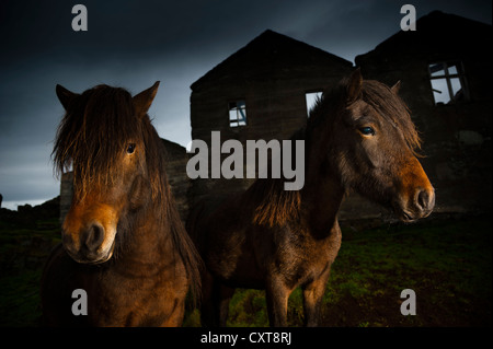 Islande chevaux, ferme abandonnée, côte sud-est, l'Islande, de l'Europe Banque D'Images