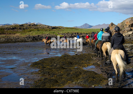Les chevaux islandais en Islande, Péninsule de Snæfellsnes, Islande, Europe Banque D'Images